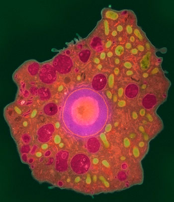 Paul Gleave fowleri protozoan