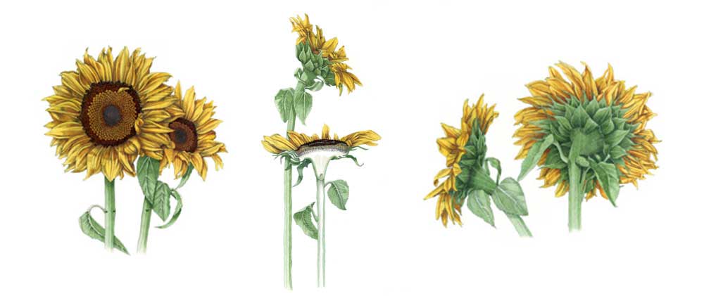 Anne Hayes sunflower illustration