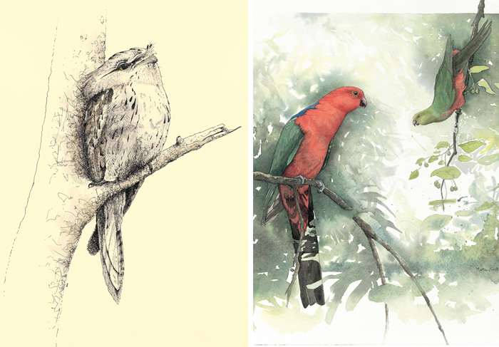 Matteo Grilli birds watercolour painting